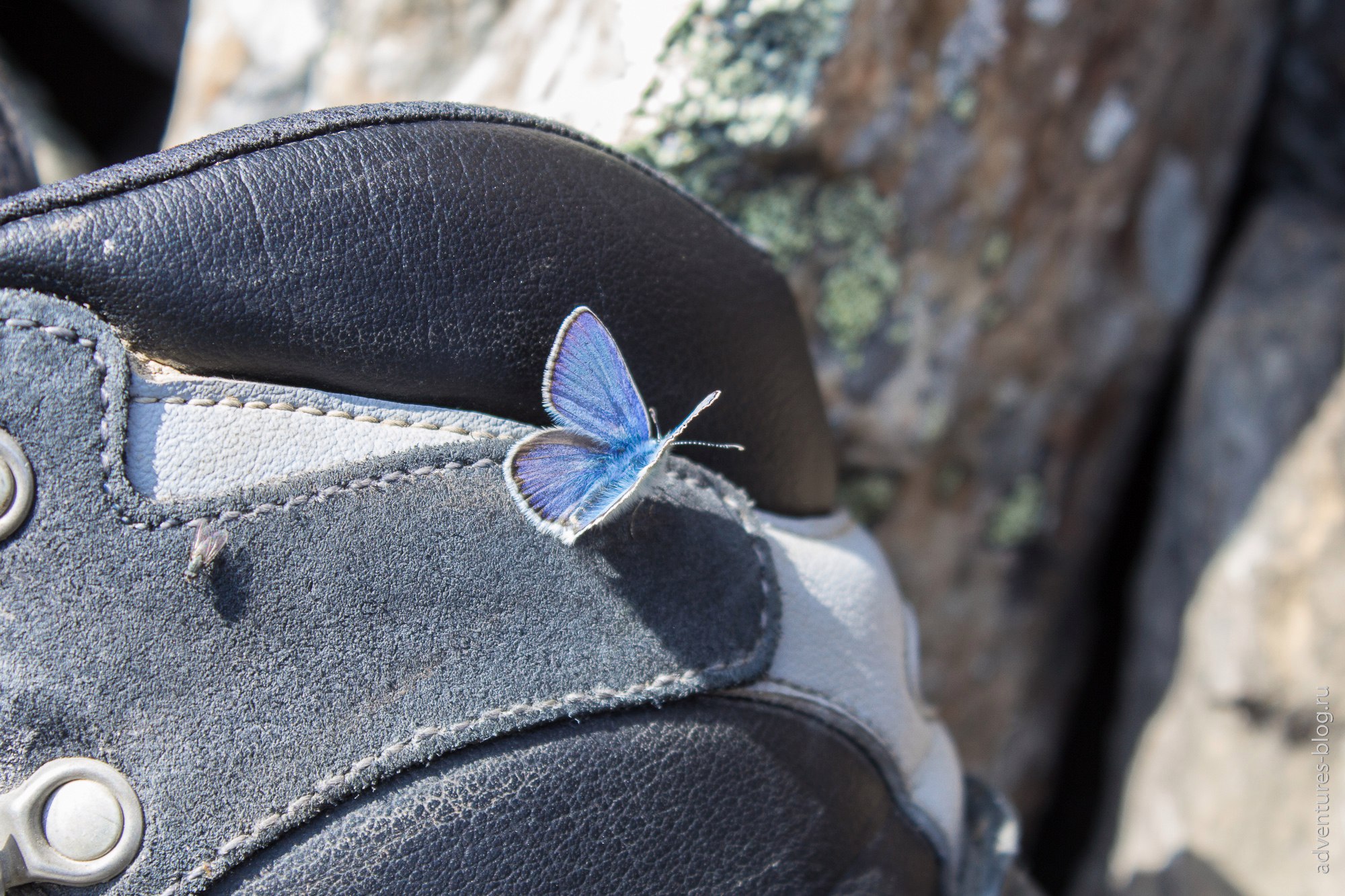 Бабочка на ботинке scarpa manta